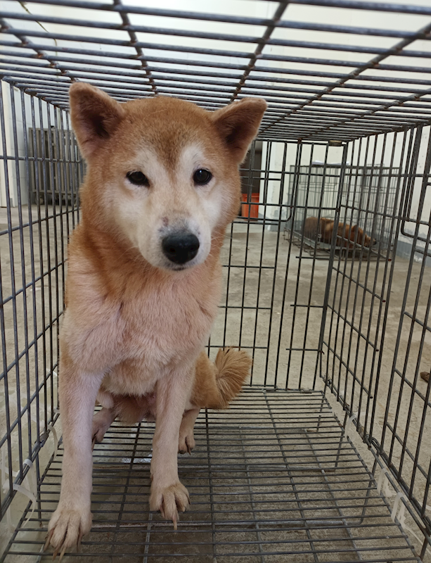 嘉義縣動物保護教育園區,編號:451031, 柴犬                  