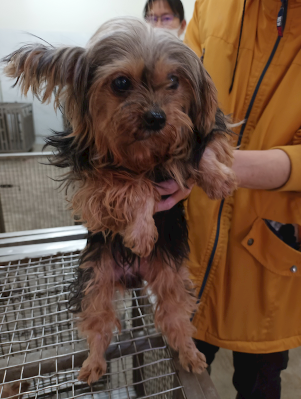 嘉義縣動物保護教育園區,編號:452719, 約克夏