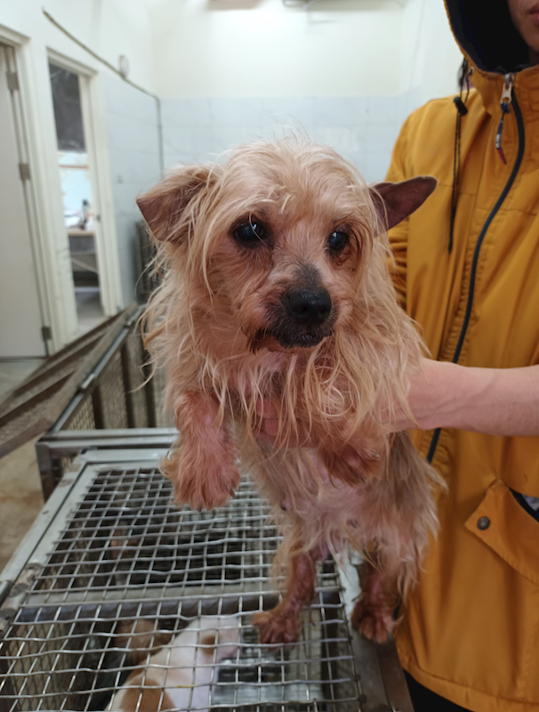 嘉義縣動物保護教育園區,編號:452718, 約克夏
