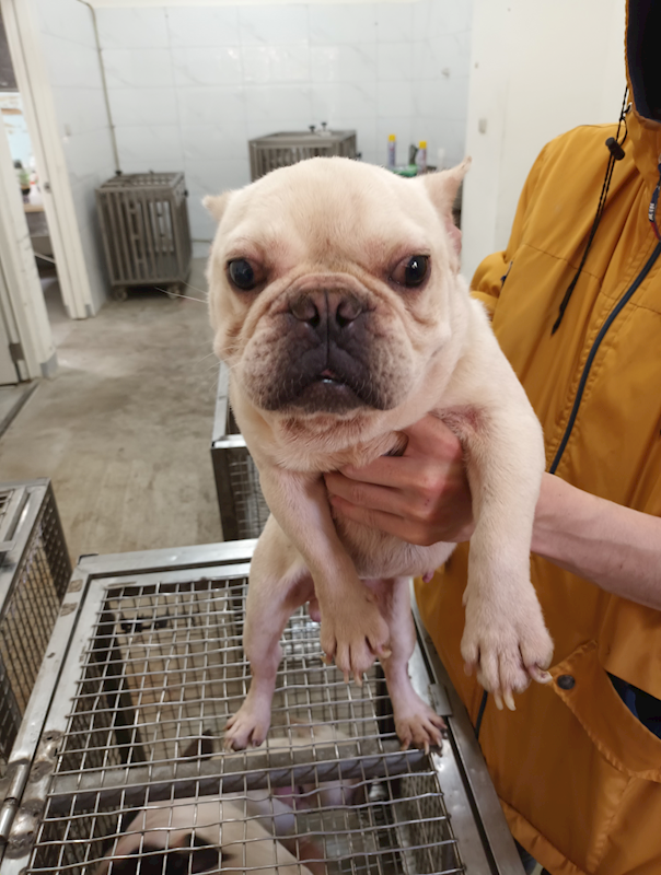 嘉義縣動物保護教育園區,編號:453549, 法國鬥牛犬