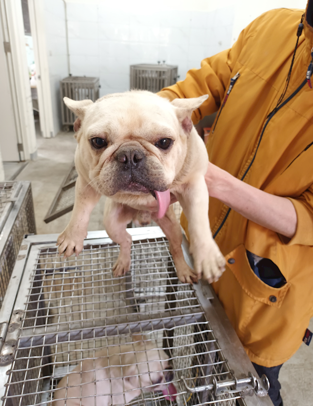 嘉義縣動物保護教育園區,編號:453548, 法國鬥牛犬