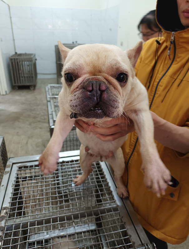 嘉義縣動物保護教育園區,編號:453575, 法國鬥牛犬