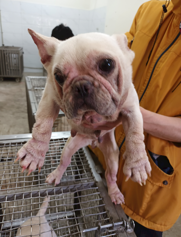 嘉義縣動物保護教育園區,編號:453553, 法國鬥牛犬