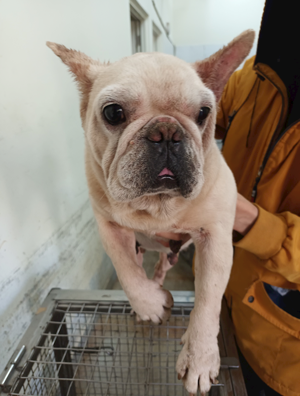 嘉義縣動物保護教育園區,編號:453556, 法國鬥牛犬