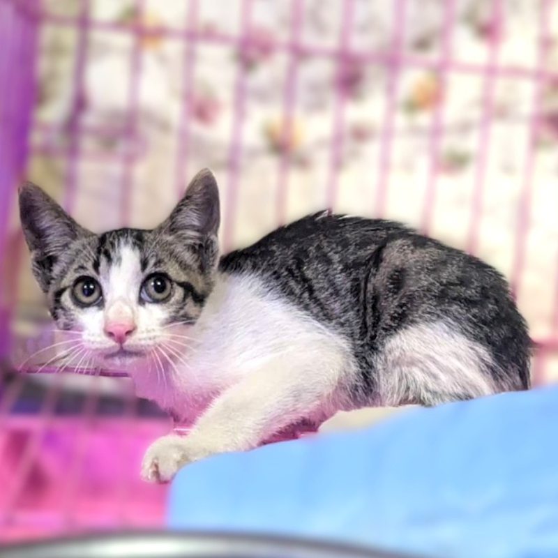 新竹縣動物保護教育園區,編號:454152, 混種貓                 