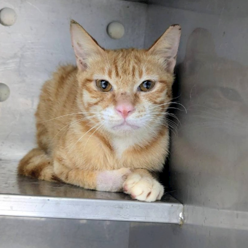 新竹縣動物保護教育園區,編號:451387, 混種貓                 