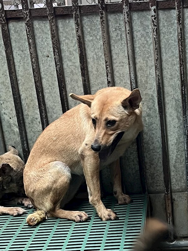 彰化縣流浪狗中途之家,編號:454164, 混種犬          
