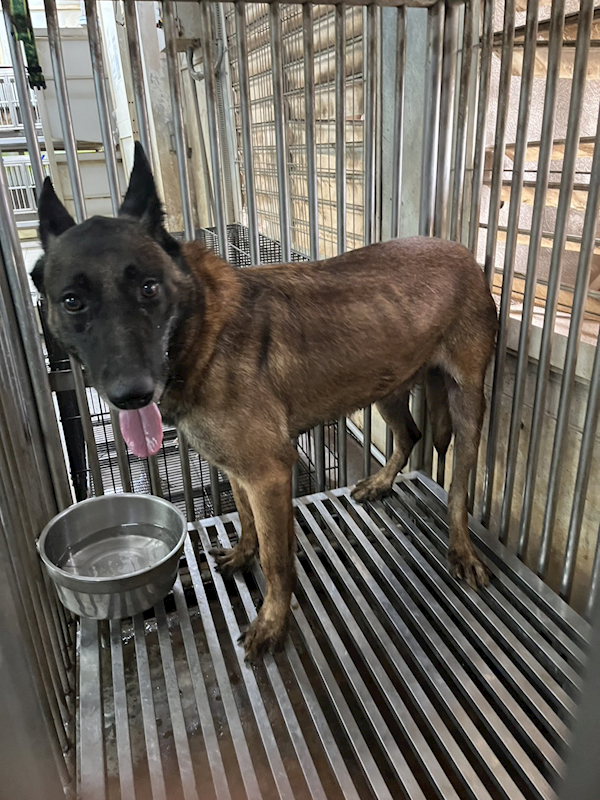 彰化縣流浪狗中途之家,編號:450284, 比利時牧羊犬(格羅安達/馬利諾/坦比連)