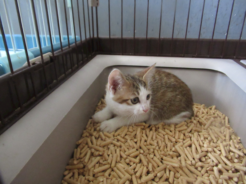 新竹市動物保護教育園區,編號:454298, 混種貓                 