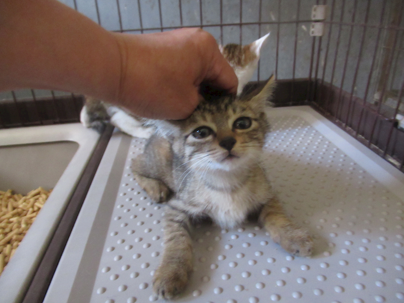 新竹市動物保護教育園區,編號:454297, 混種貓                 