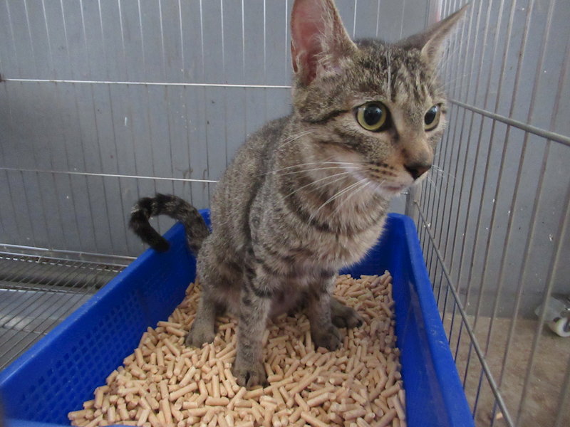 新竹市動物保護教育園區,編號:454296, 混種貓                 