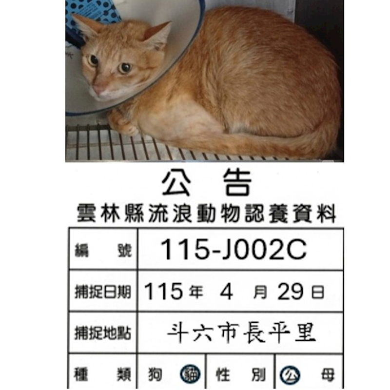 雲林縣流浪動物收容所,編號:451627, 混種貓                 