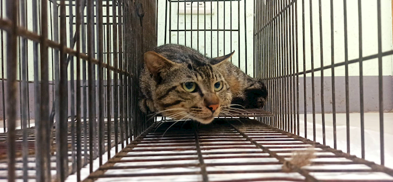 金門縣動物收容中心,編號:454288, 混種貓                 