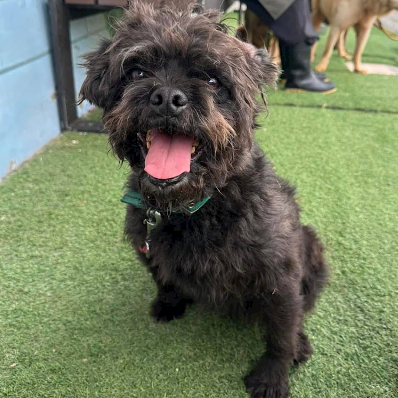 臺南市動物之家灣裡站,編號:388953, 混種犬          
