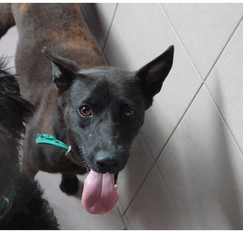 臺南市動物之家灣裡站,編號:435908, 混種犬          