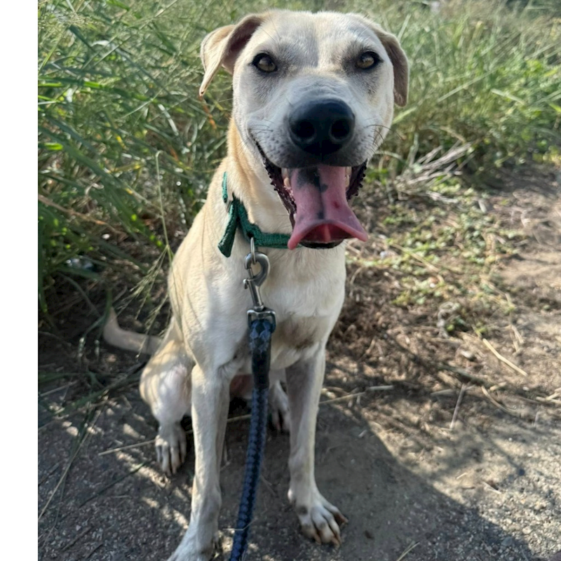 臺南市動物之家灣裡站,編號:435911, 混種犬          