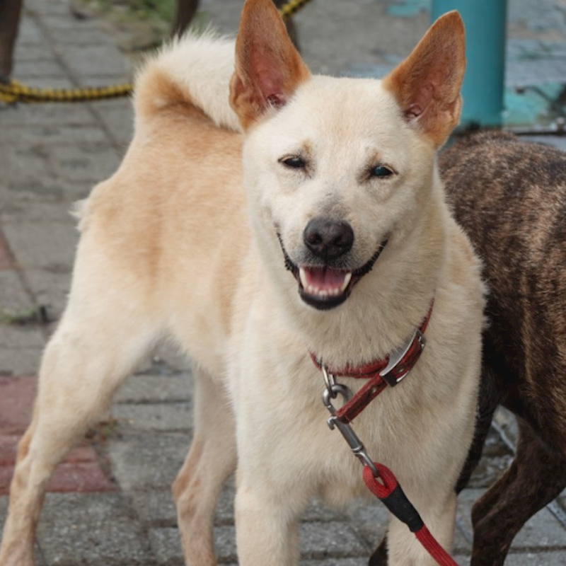 臺南市動物之家灣裡站,編號:440242, 混種犬          