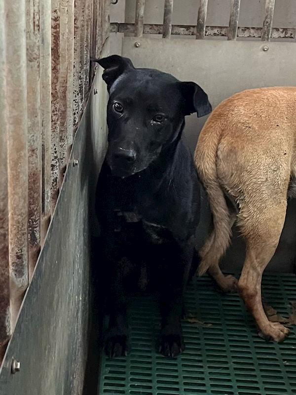 彰化縣流浪狗中途之家,編號:454261, 混種犬          