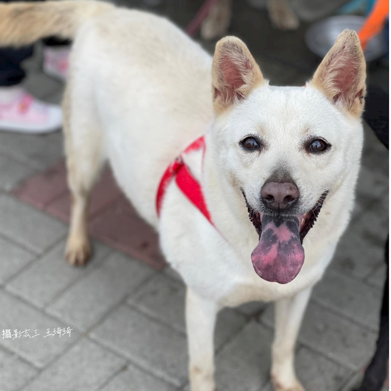 臺南市動物之家灣裡站,編號:320403, 混種犬          