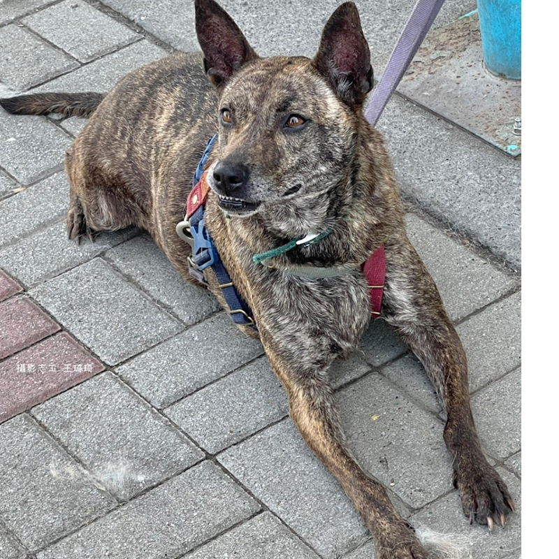 臺南市動物之家灣裡站,編號:307671, 混種犬          