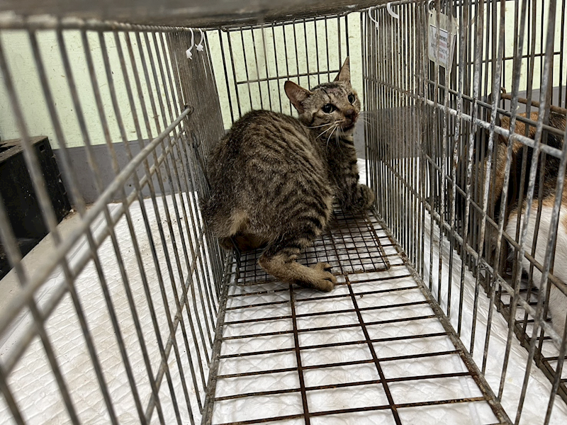 金門縣動物收容中心,編號:454052, 混種貓                 