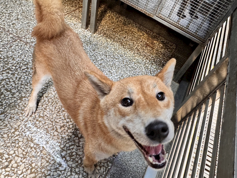 高雄市壽山動物保護教育園區,編號:453969, 柴犬                  