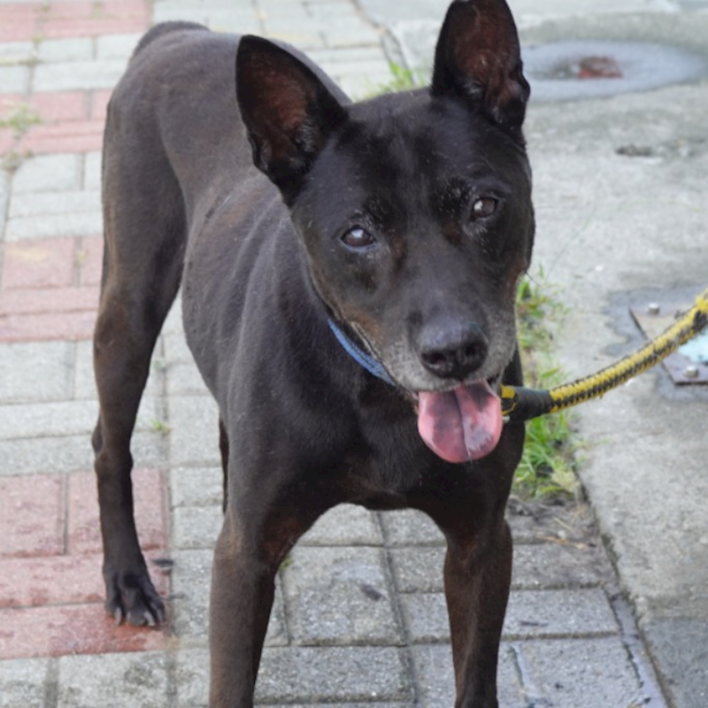 臺南市動物之家灣裡站,編號:381084, 混種犬          