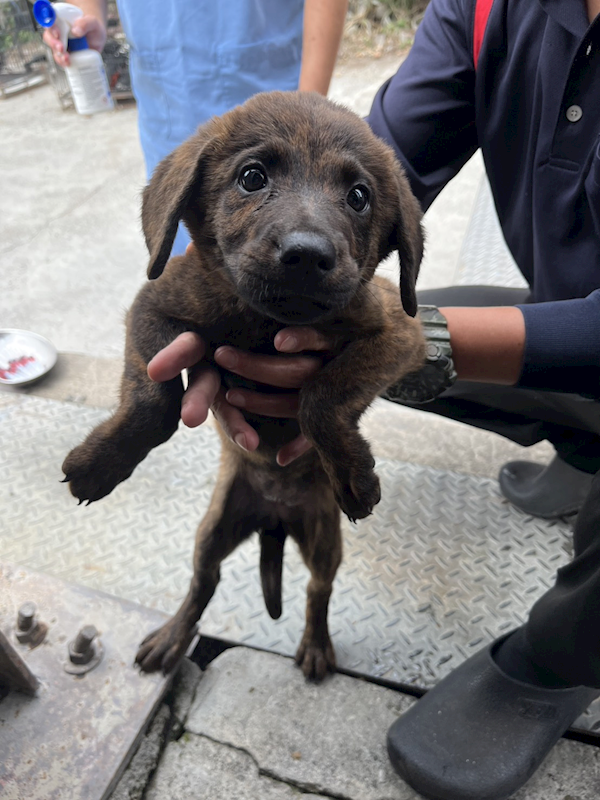 彰化縣流浪狗中途之家,編號:454257, 混種犬          