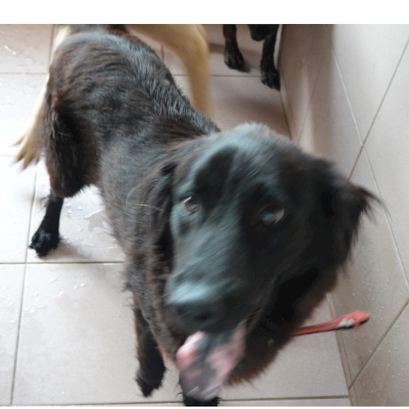 臺南市動物之家灣裡站,編號:446588, 混種犬          
