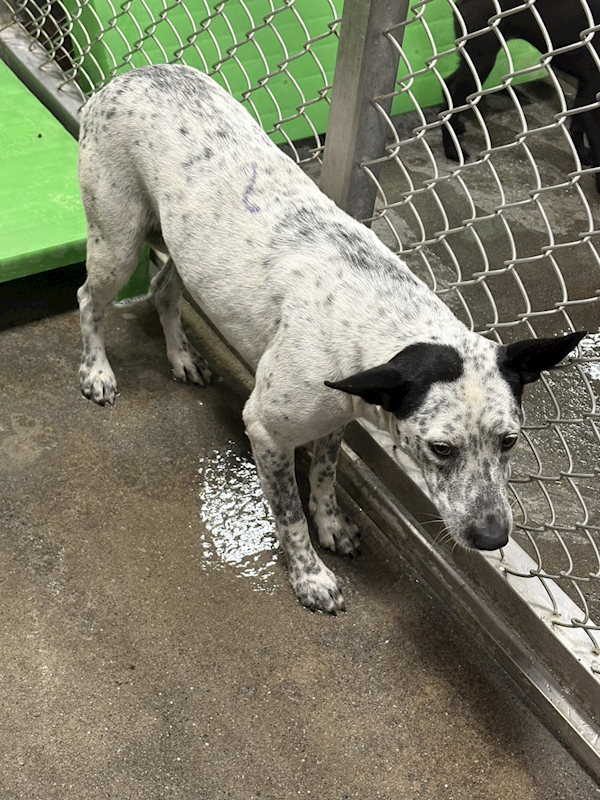 臺東縣動物收容中心,編號:454155, 混種犬          