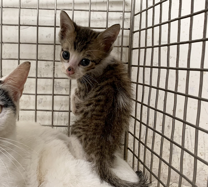臺北市動物之家,編號:454236, 混種貓                 