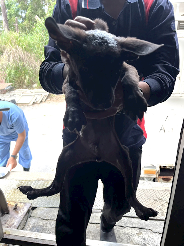 彰化縣流浪狗中途之家,編號:454232, 混種犬          