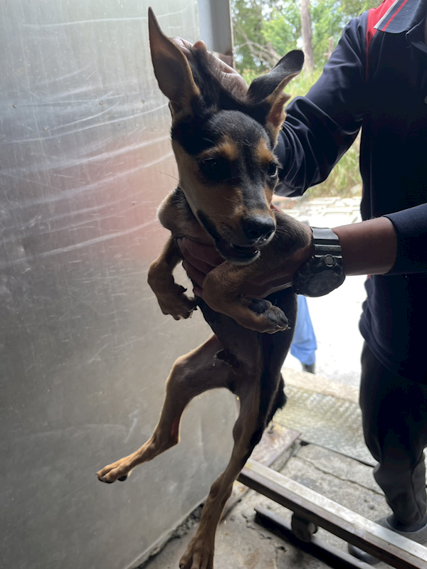 彰化縣流浪狗中途之家,編號:454229, 混種犬          