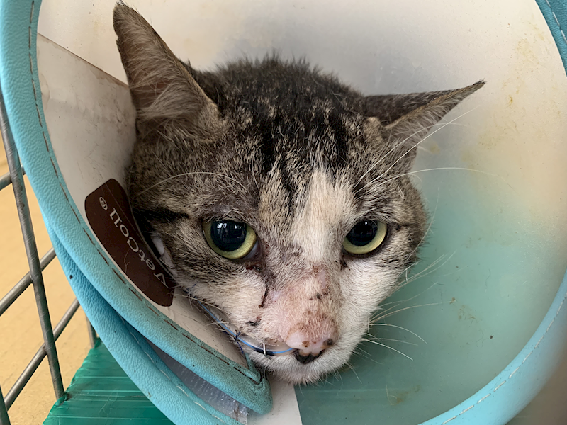 臺北市動物之家,編號:454228, 混種貓                 