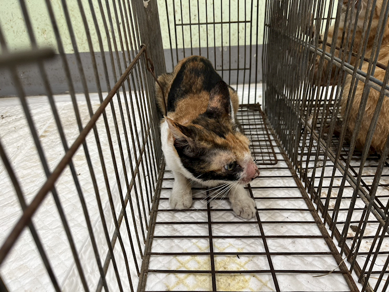 金門縣動物收容中心,編號:454051, 混種貓                 