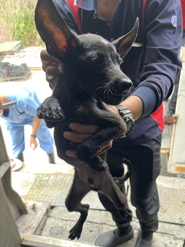 彰化縣流浪狗中途之家,編號:454218, 混種犬          