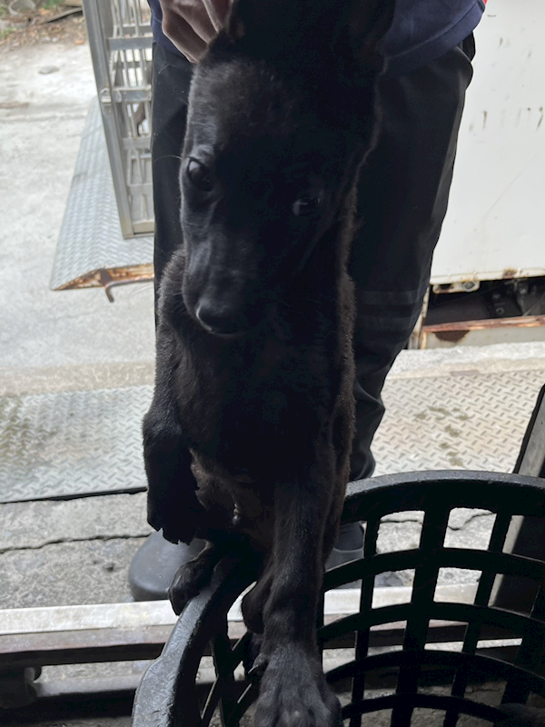 彰化縣流浪狗中途之家,編號:454216, 混種犬          