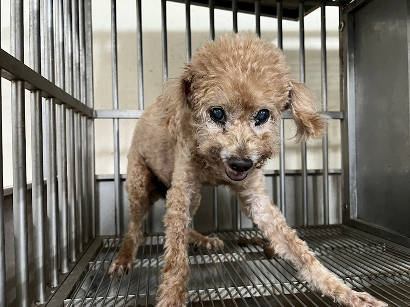 桃園市動物保護教育園區,編號:382097, 貴賓犬        