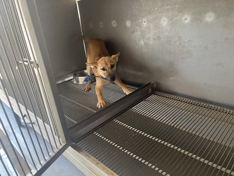 金門縣動物收容中心,編號:450091, 混種犬          