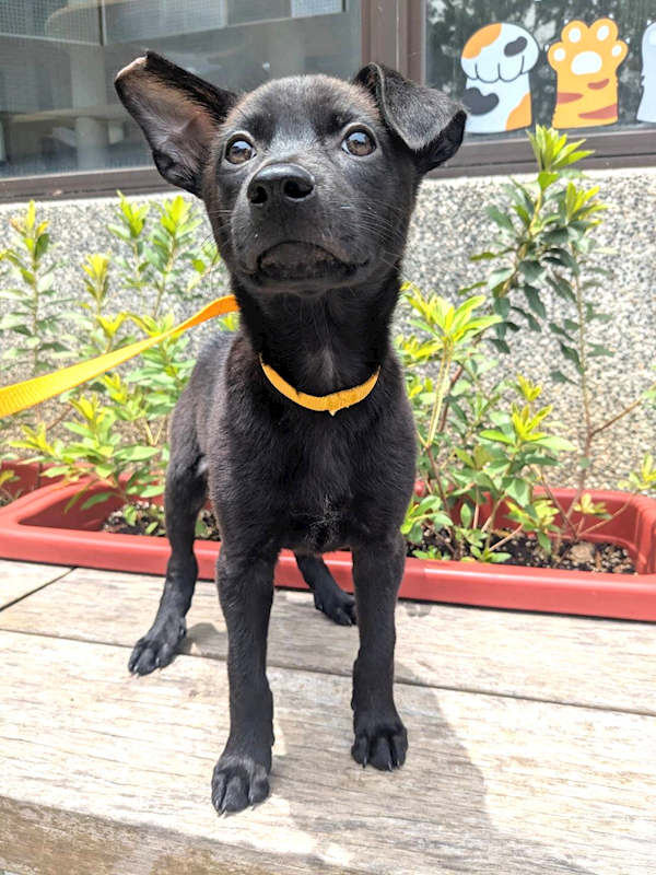 新竹縣動物保護教育園區,編號:454195, 混種犬          