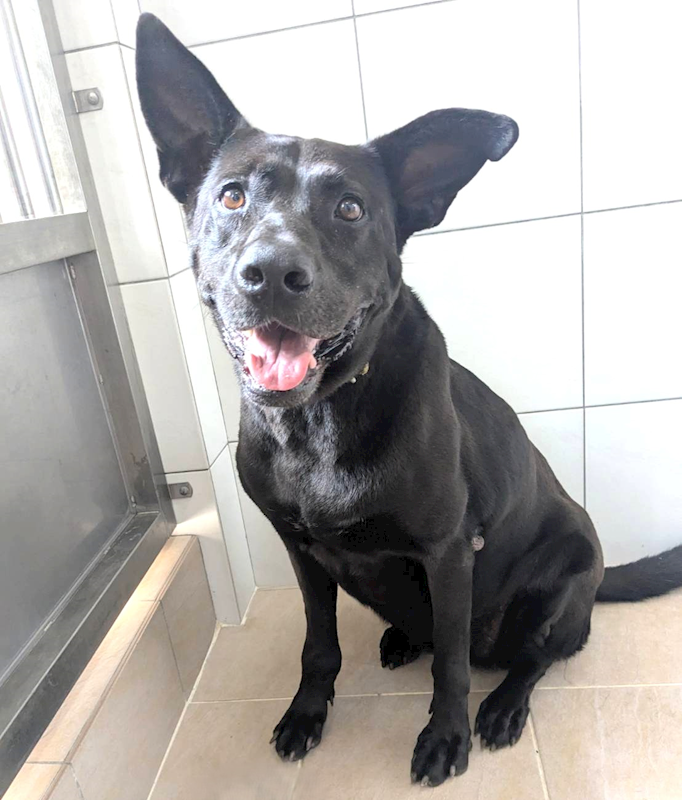 新竹縣動物保護教育園區,編號:449743, 混種犬          