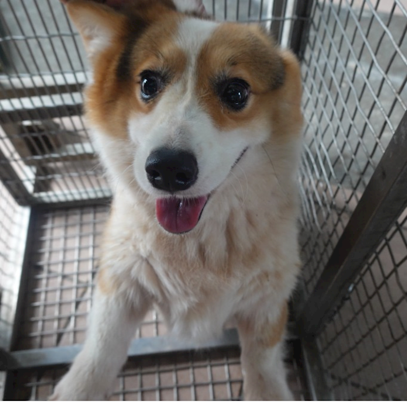 臺南市動物之家灣裡站,編號:453151, 威爾斯柯基犬              