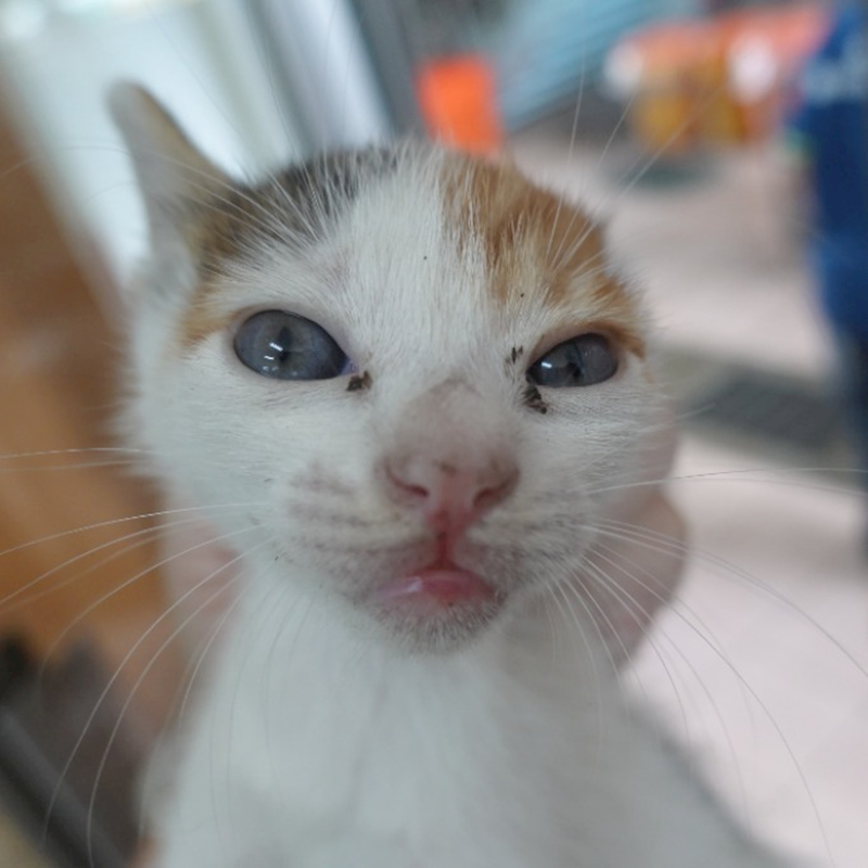 臺南市動物之家灣裡站,編號:452513, 混種貓                 