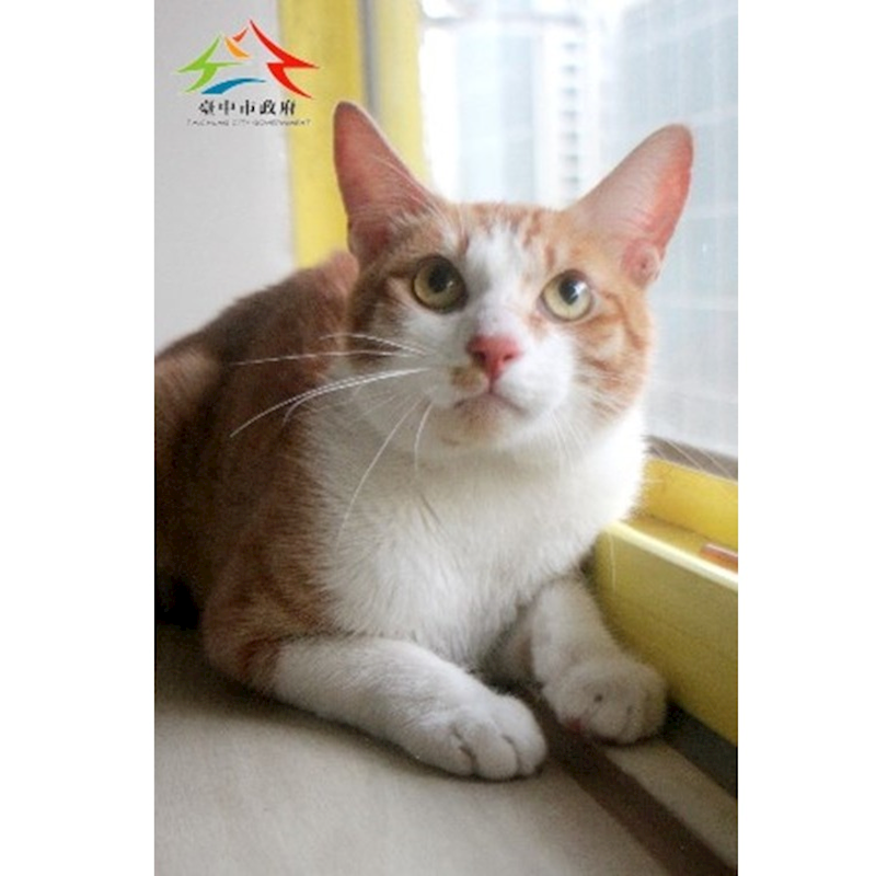 臺中市動物之家后里園區,編號:452505, 混種貓                 