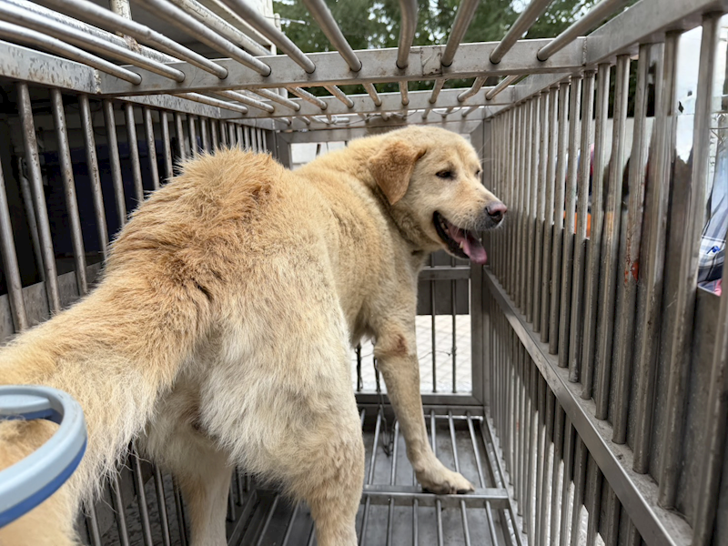 桃園市動物保護教育園區,編號:452150, 混種犬          
