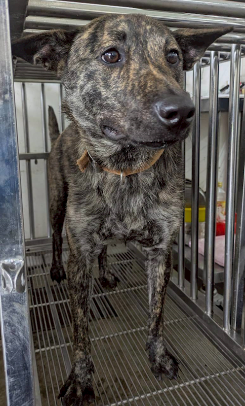 花蓮縣狗貓躍動園區,編號:452642, 混種犬          