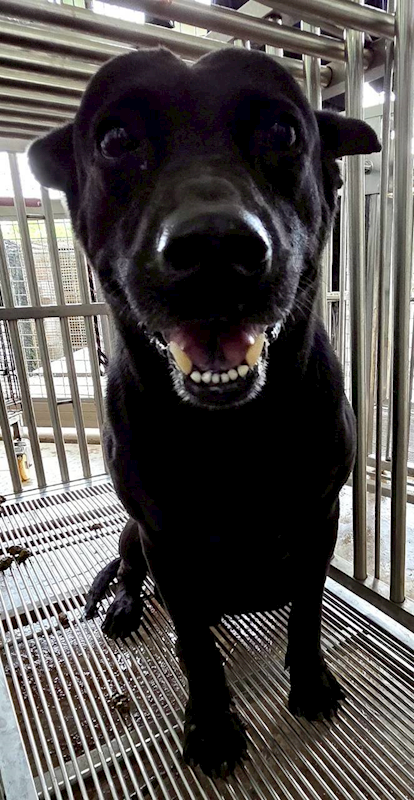 花蓮縣狗貓躍動園區,編號:451492, 混種犬          