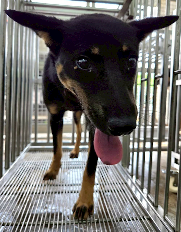 花蓮縣狗貓躍動園區,編號:451491, 混種犬          