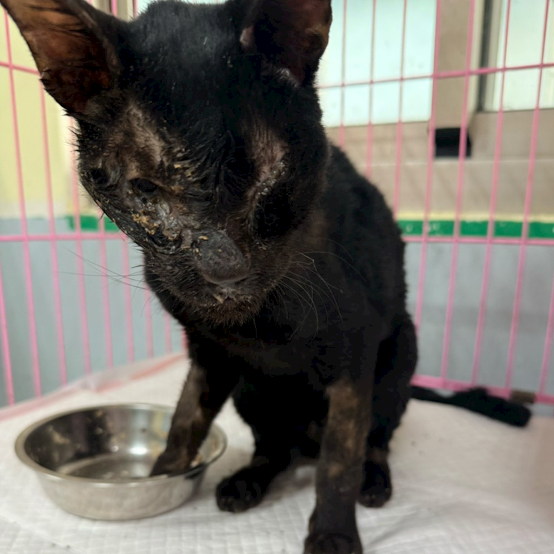 臺南市動物之家灣裡站,編號:434750, 混種貓                 