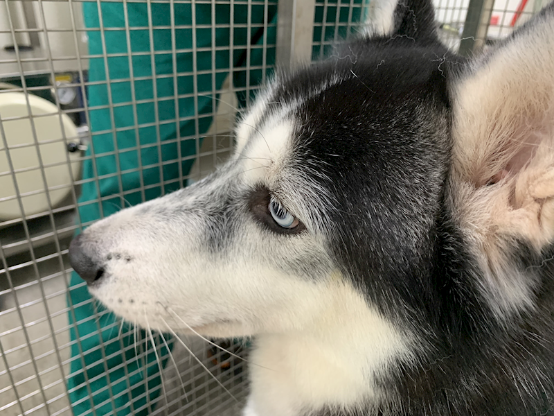 臺北市動物之家,編號:439129, 哈士奇(西伯利亞雪橇犬)